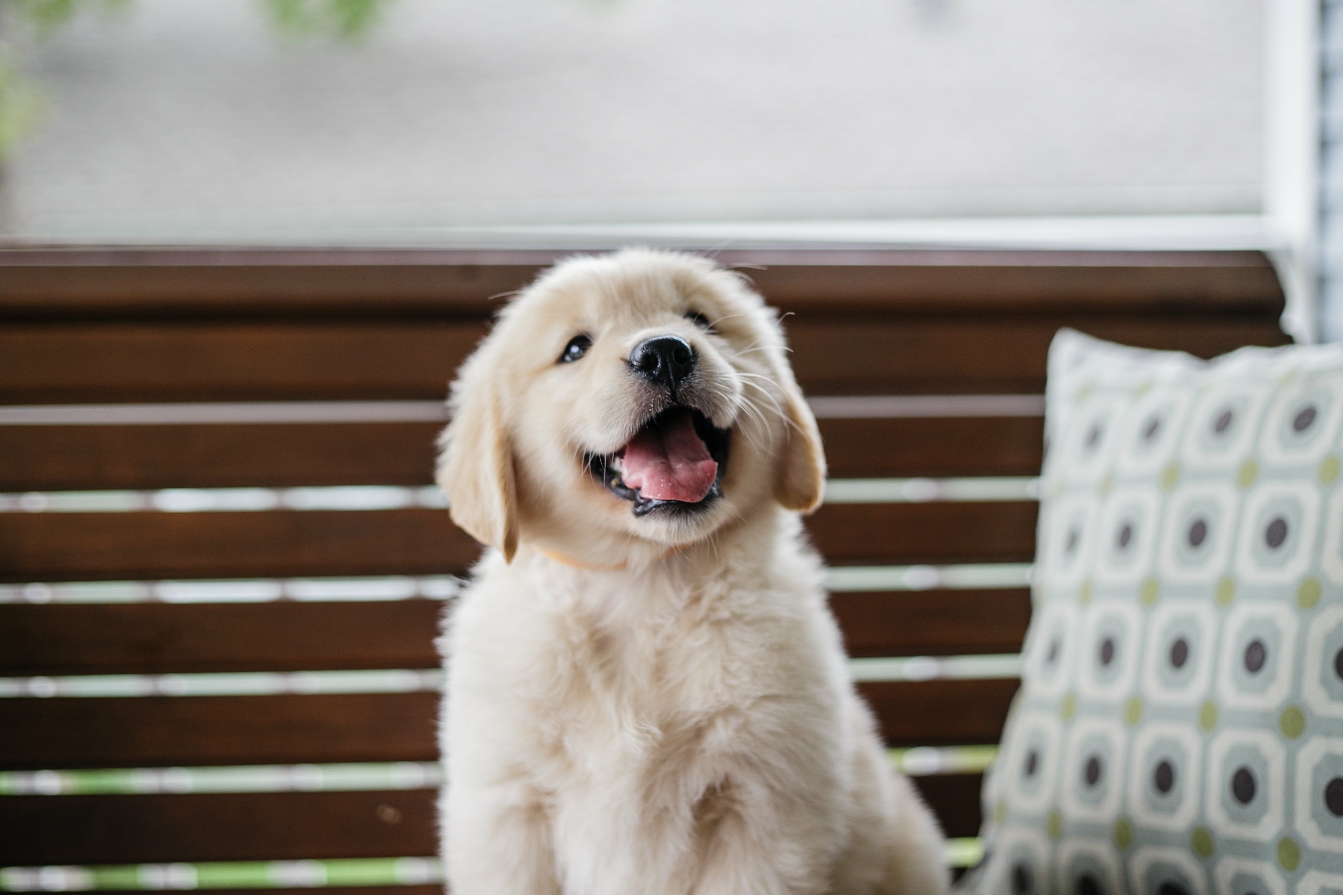 golden retriever puppy smiling