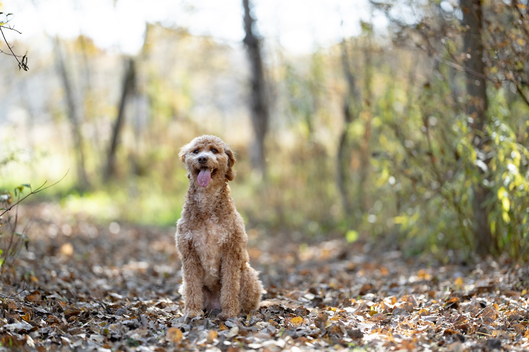 Yellow Goldendoodle dog sitting and panting on a hiking trail.