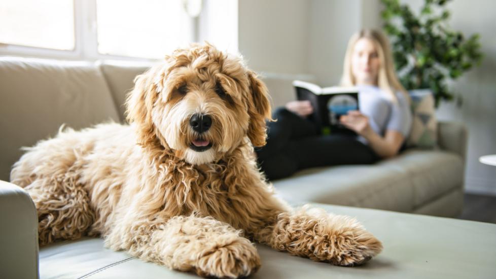 goldendoodle lounging on a couch