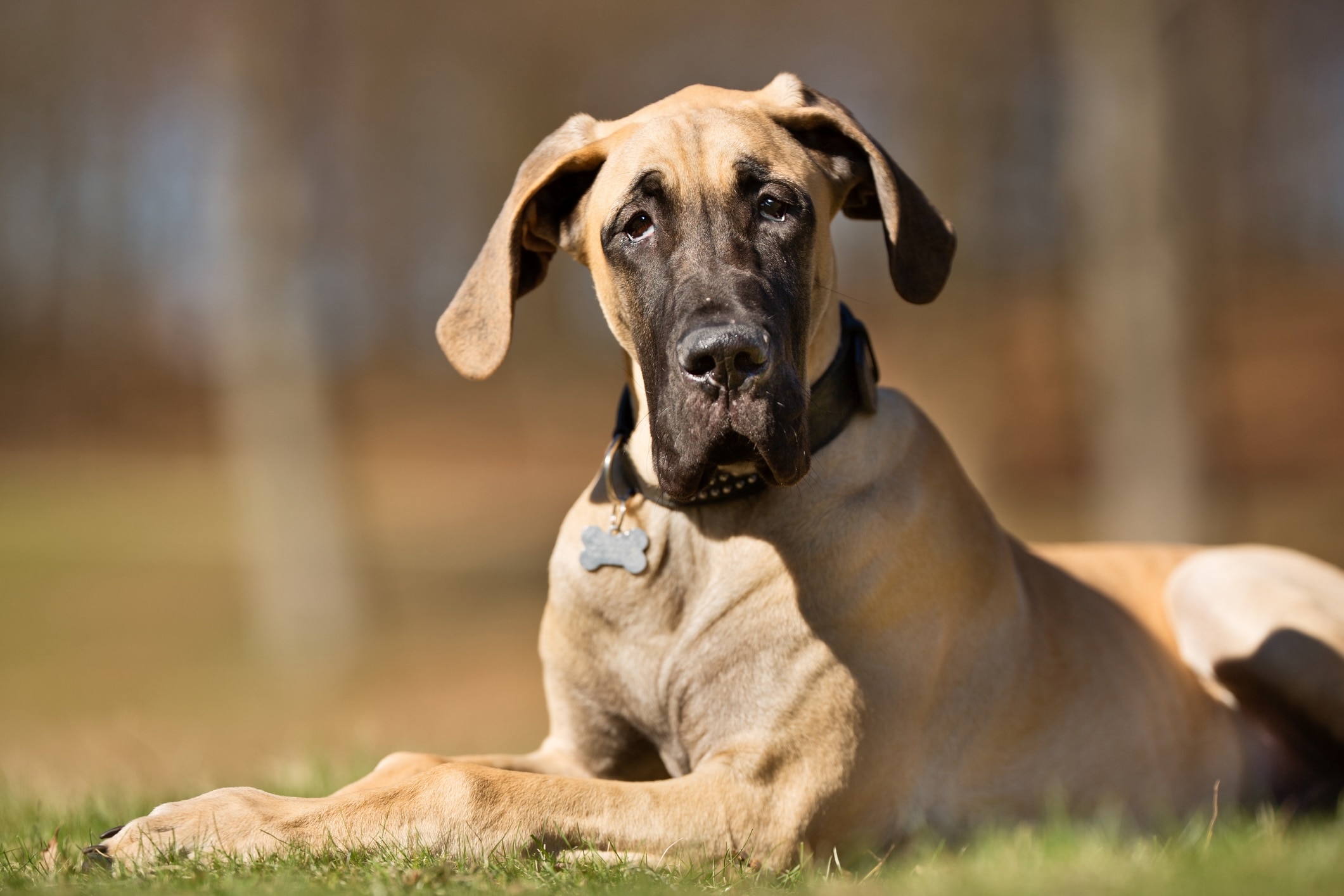young fawn-colored great dane lying in grass with his head tilted at the camera
