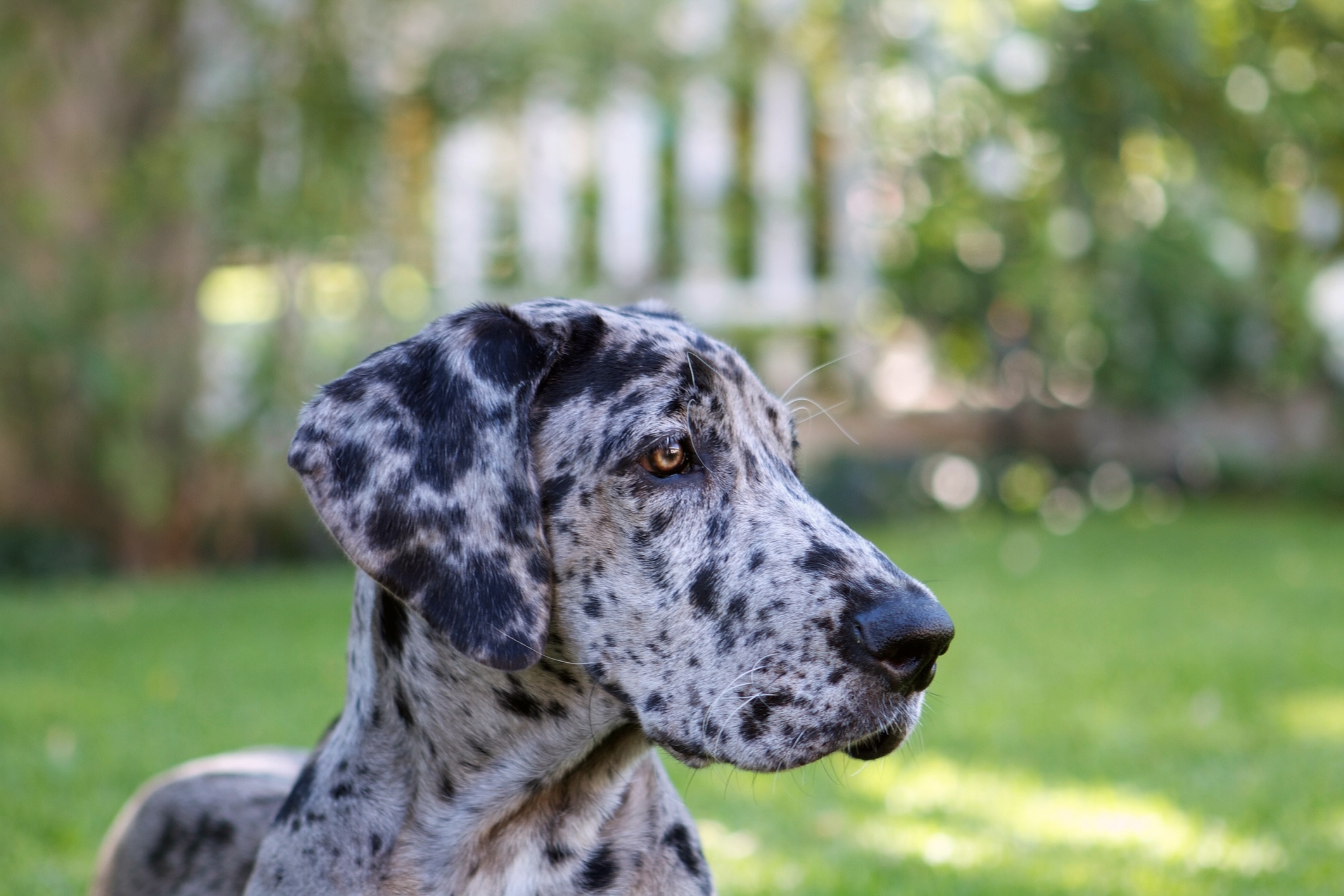 blue merle great dane close-up