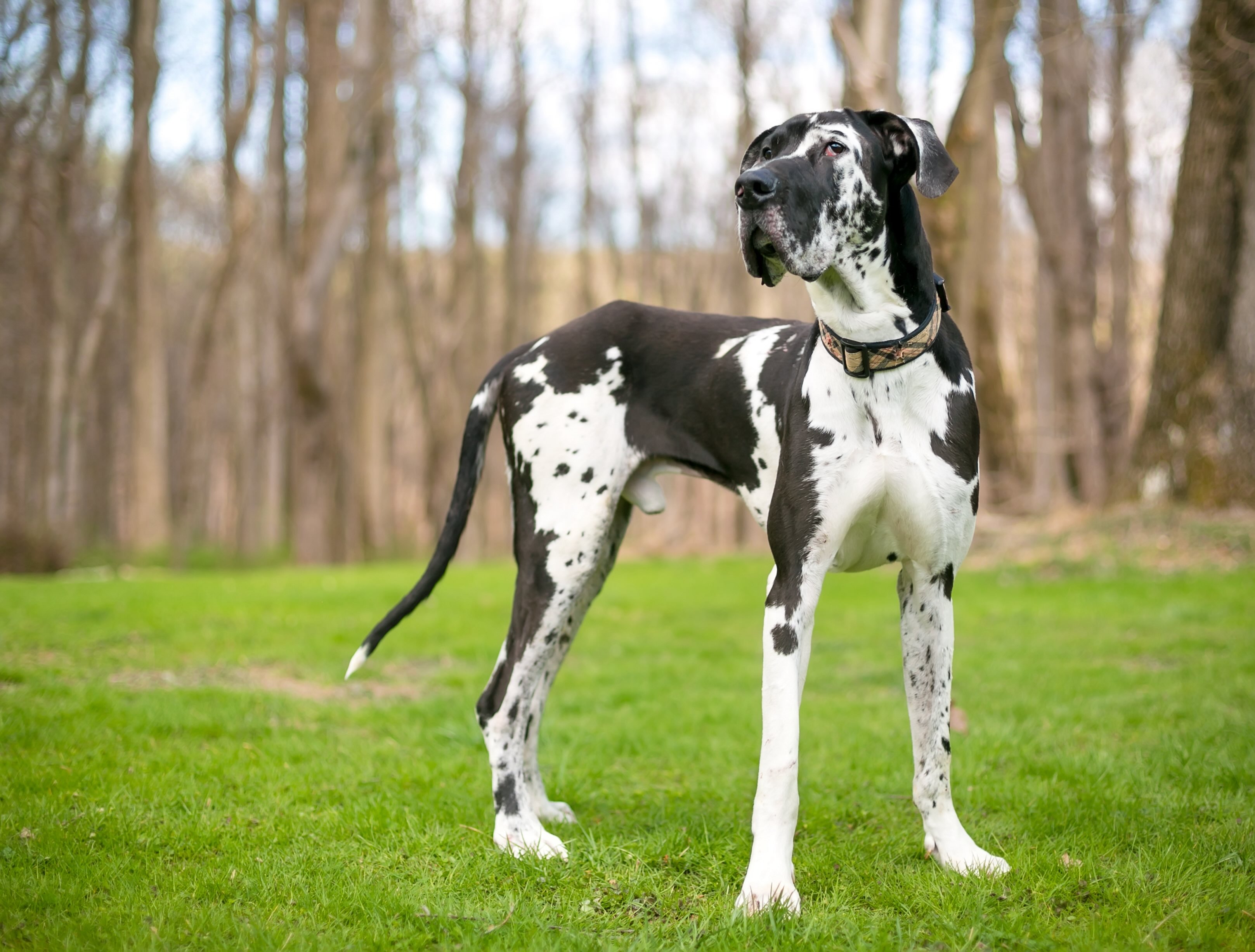 black and white great dane standing in grass