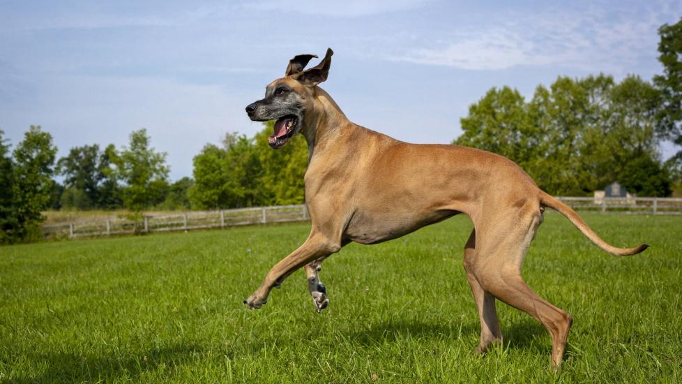 fawn great dane running through green grass