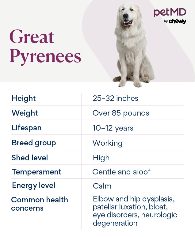 chart depicting great pyrenees traits