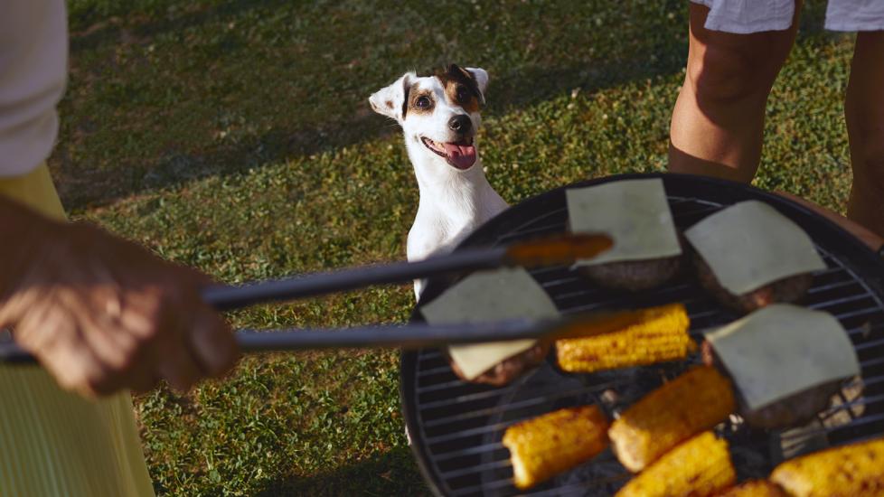 grilling safety for dogs: dog staring at burgers on grill