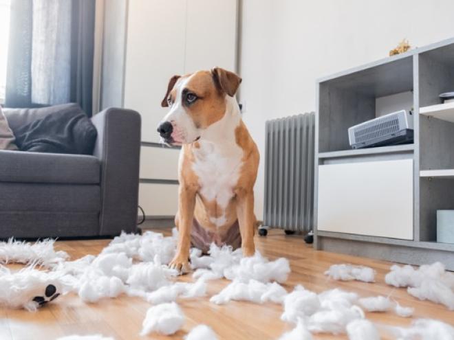 dog-chewing-pillow