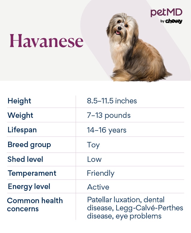 chart depicting a havanese dog's breed characteristics