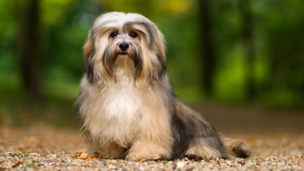 white and cream havanese dog sitting outside