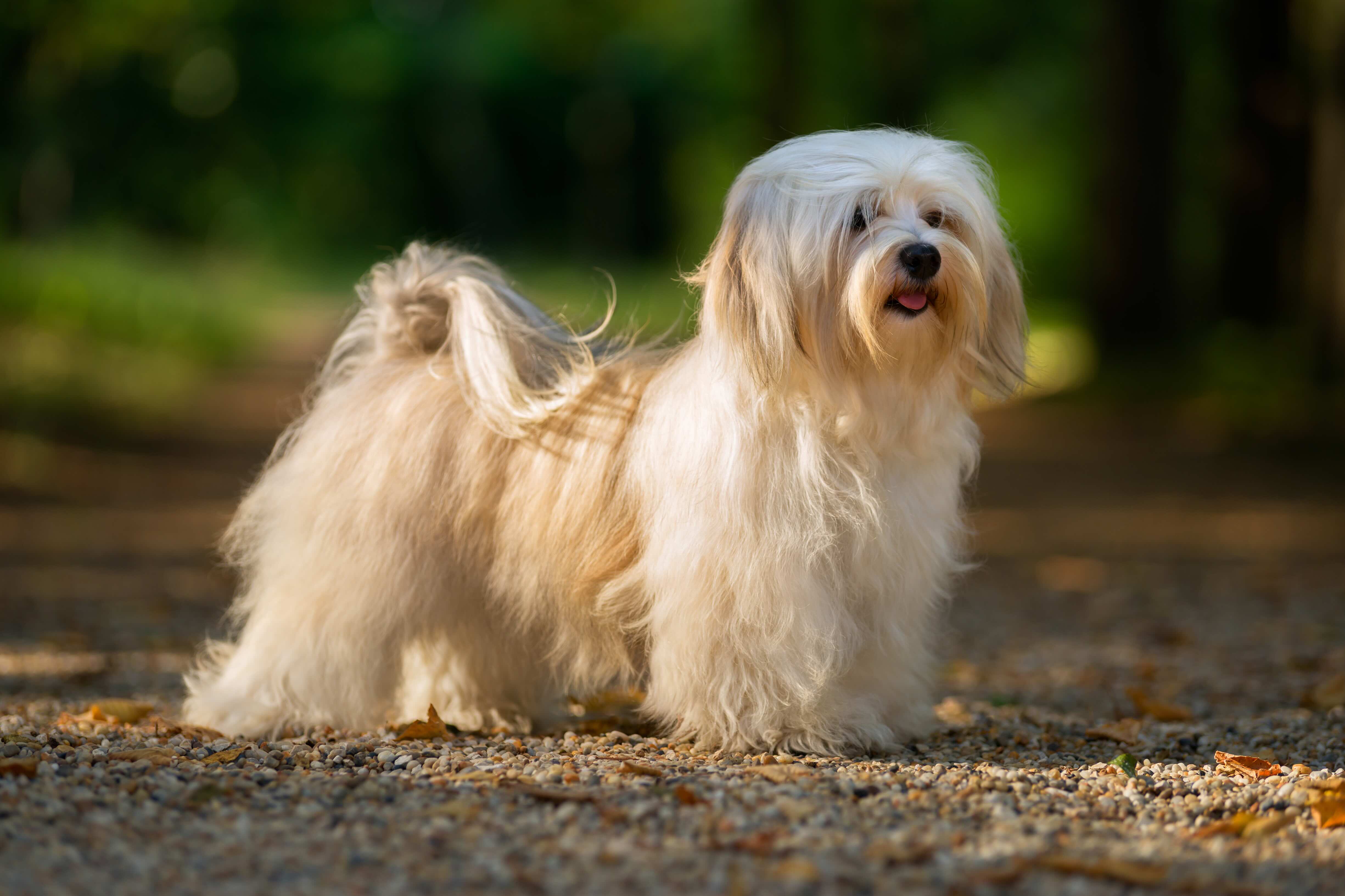 Cream-colored Havanese dog standing outside