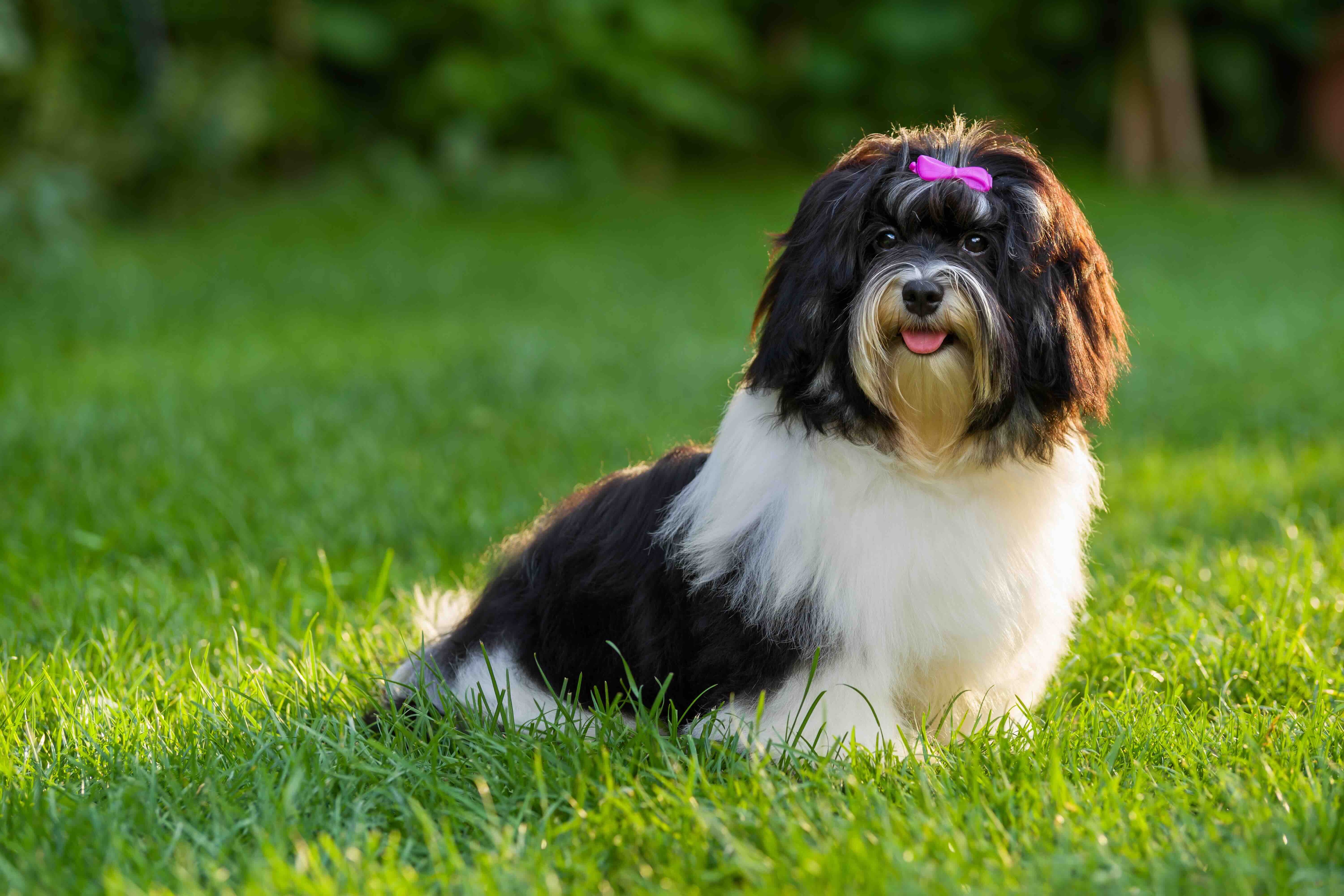 black and white Havanese dog sitting in grass and wearing a pink bow