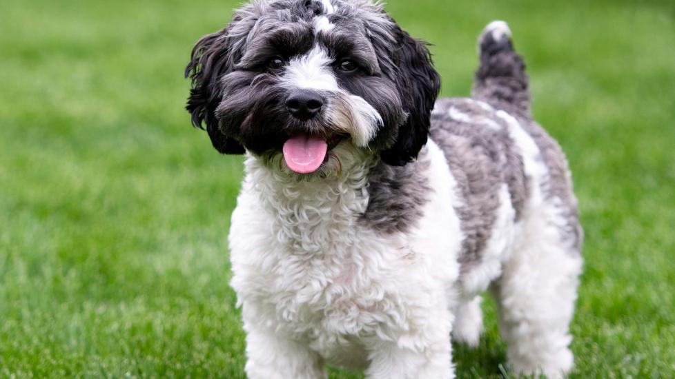 gray and white havapoo dog standing in grass