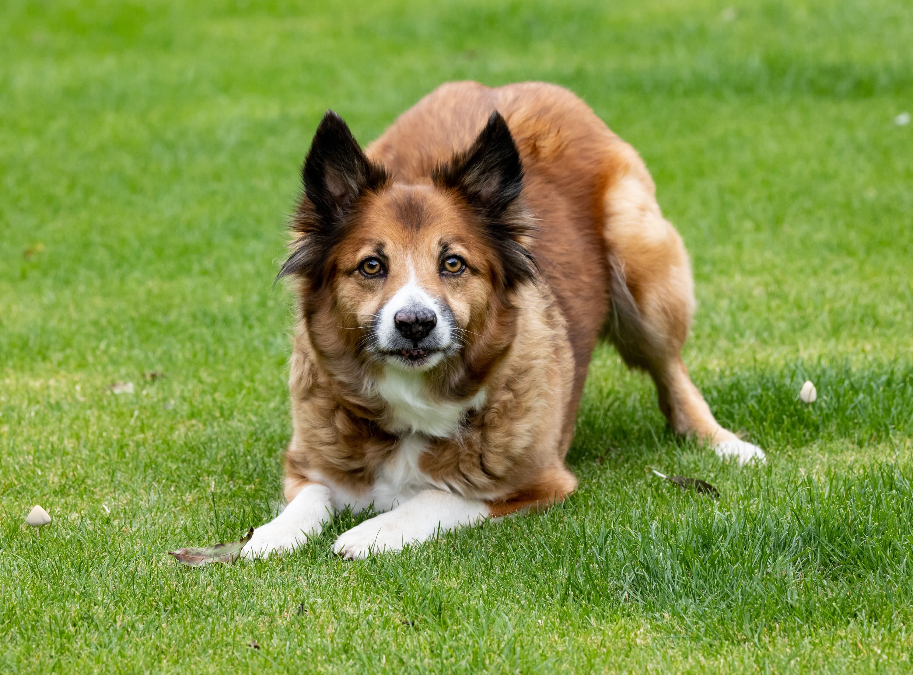 brown icelandic sheepdog playing in grass