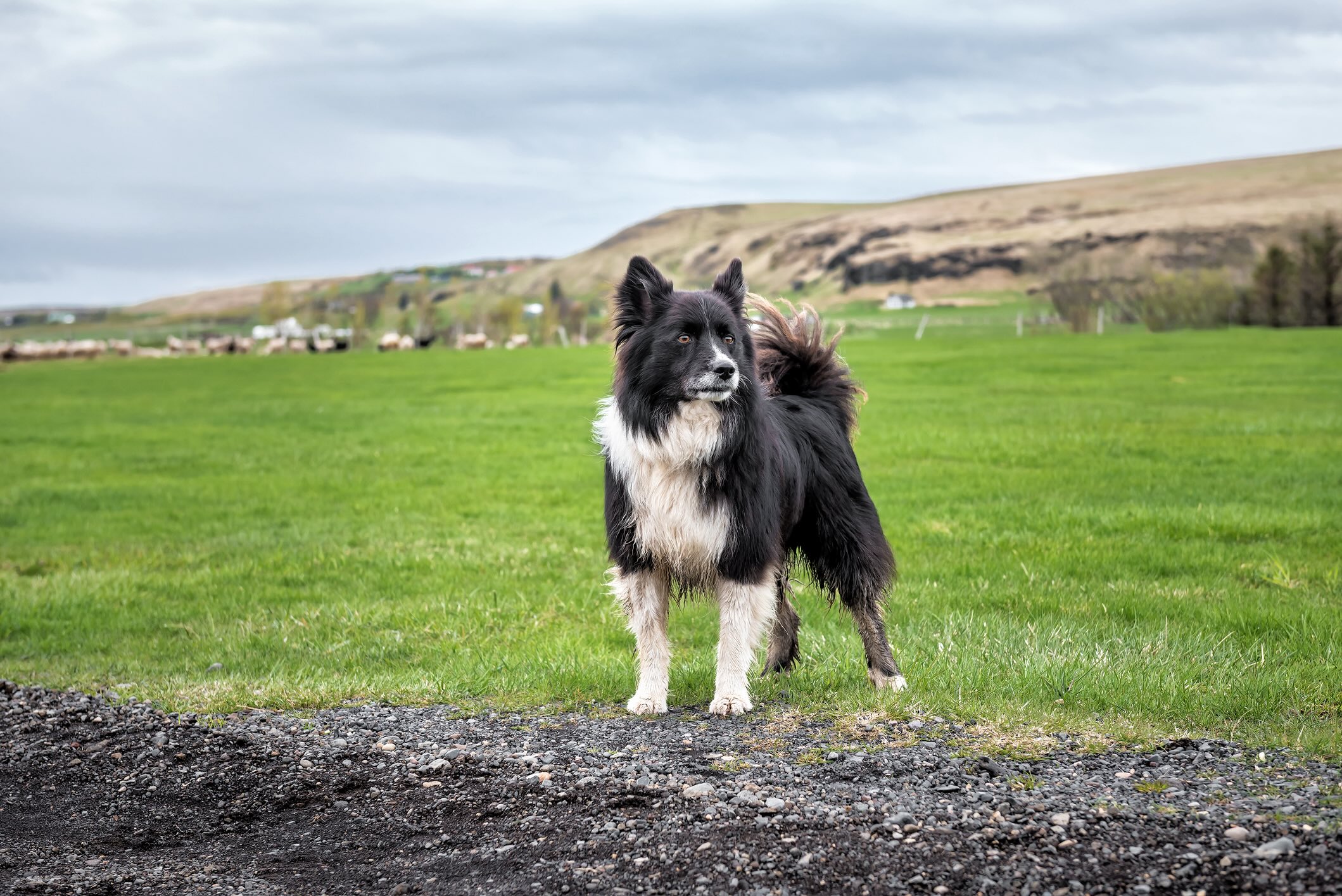black and white icelandic sheepdog standing in a grassy field