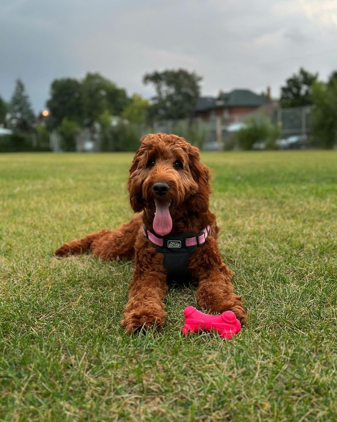 red irish doodle lying in grass with a chew toy