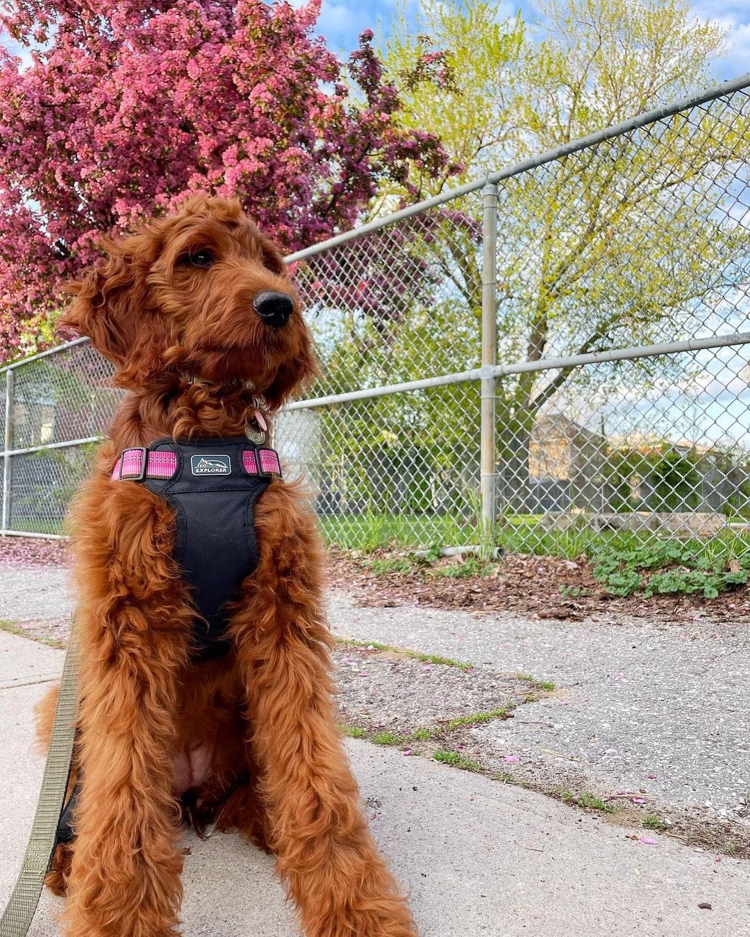 irish doodle puppy wearing a harness on a rock
