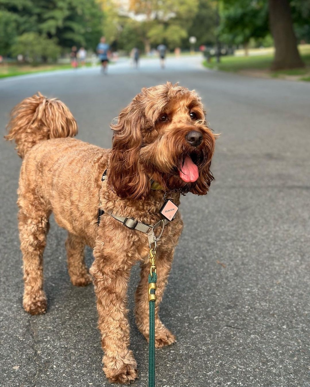 red irish doodle on a walk