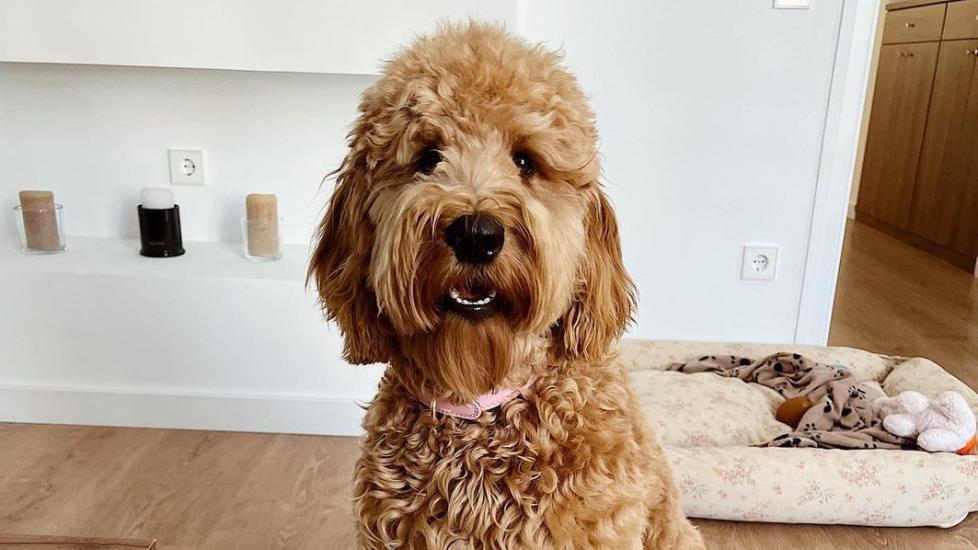 irish doodle sitting