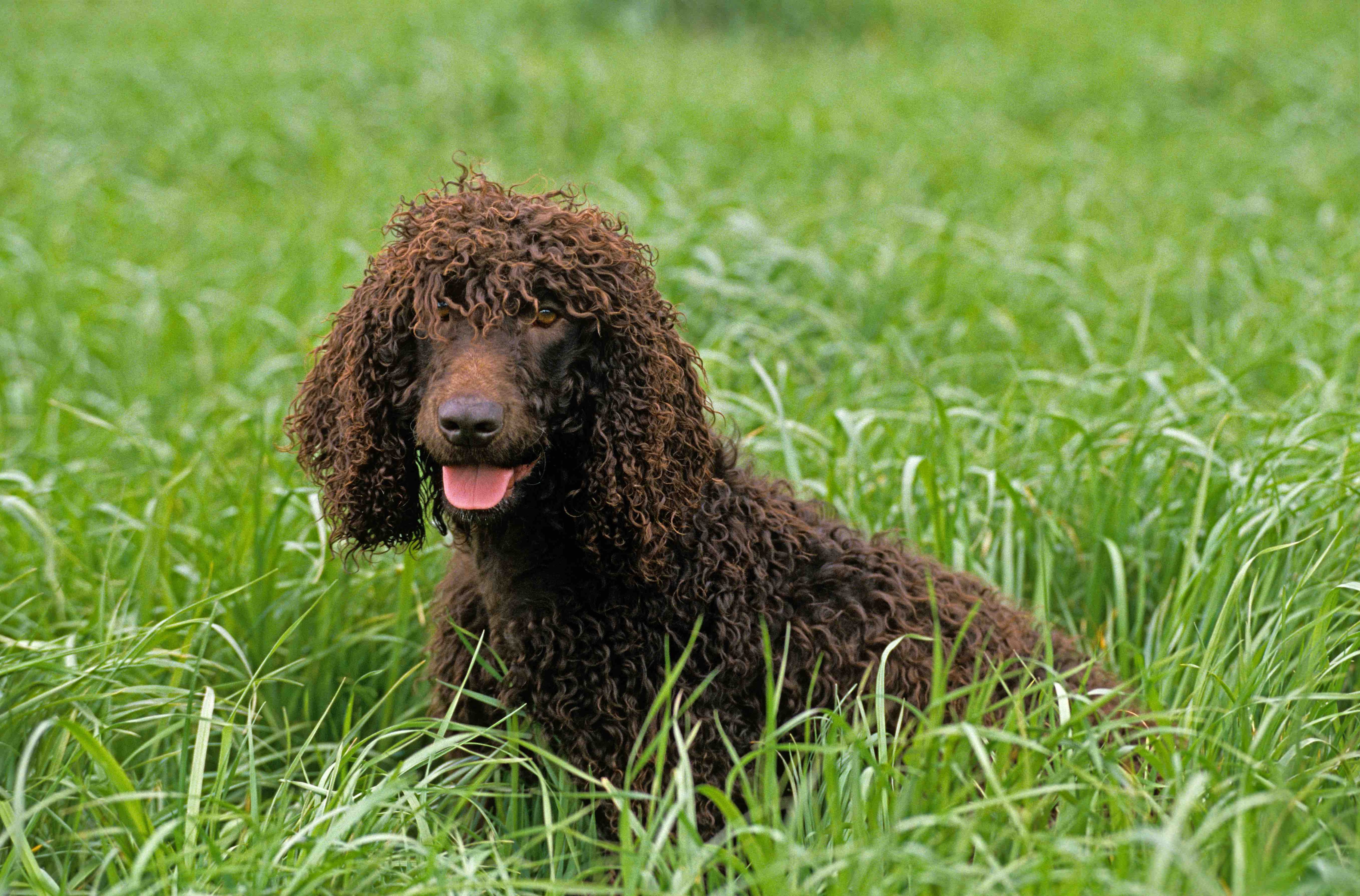 brown irish water spaniel lying in long grass