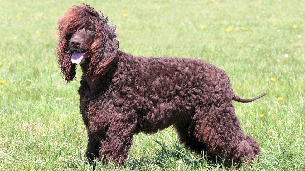 brown irish water spaniel standing in grass