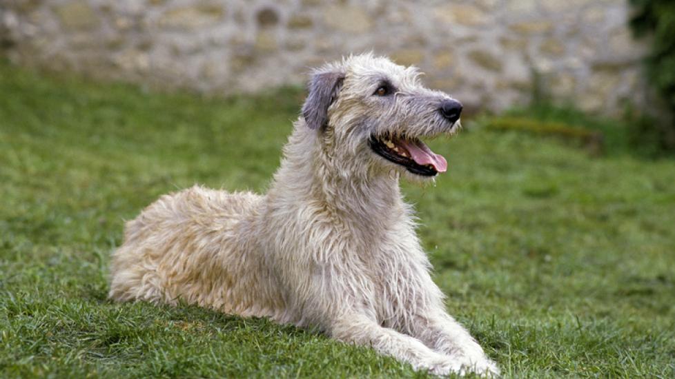 irish wolfhound lying in grass