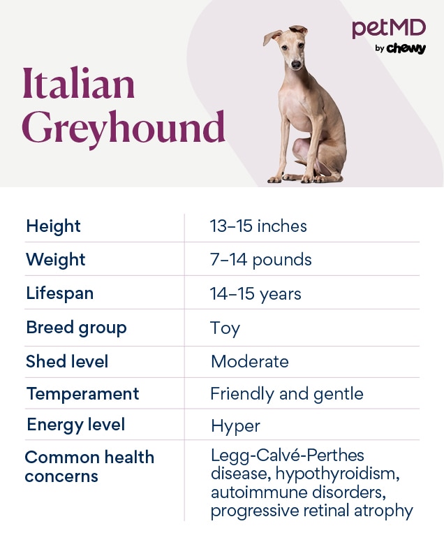 chart depicting an italian greyhound's breed characteristics