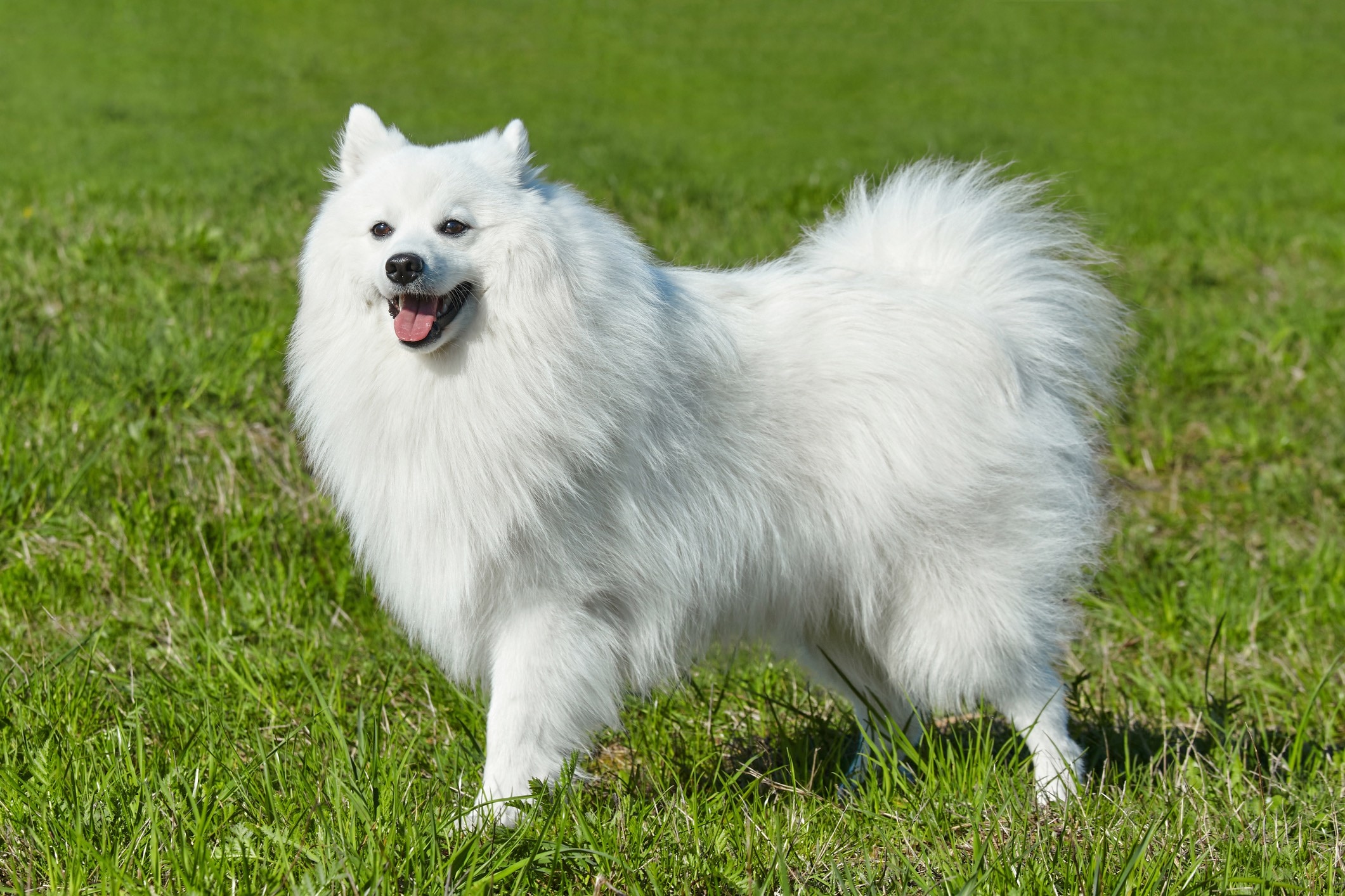 fluffy white japanese spitz standing in grass