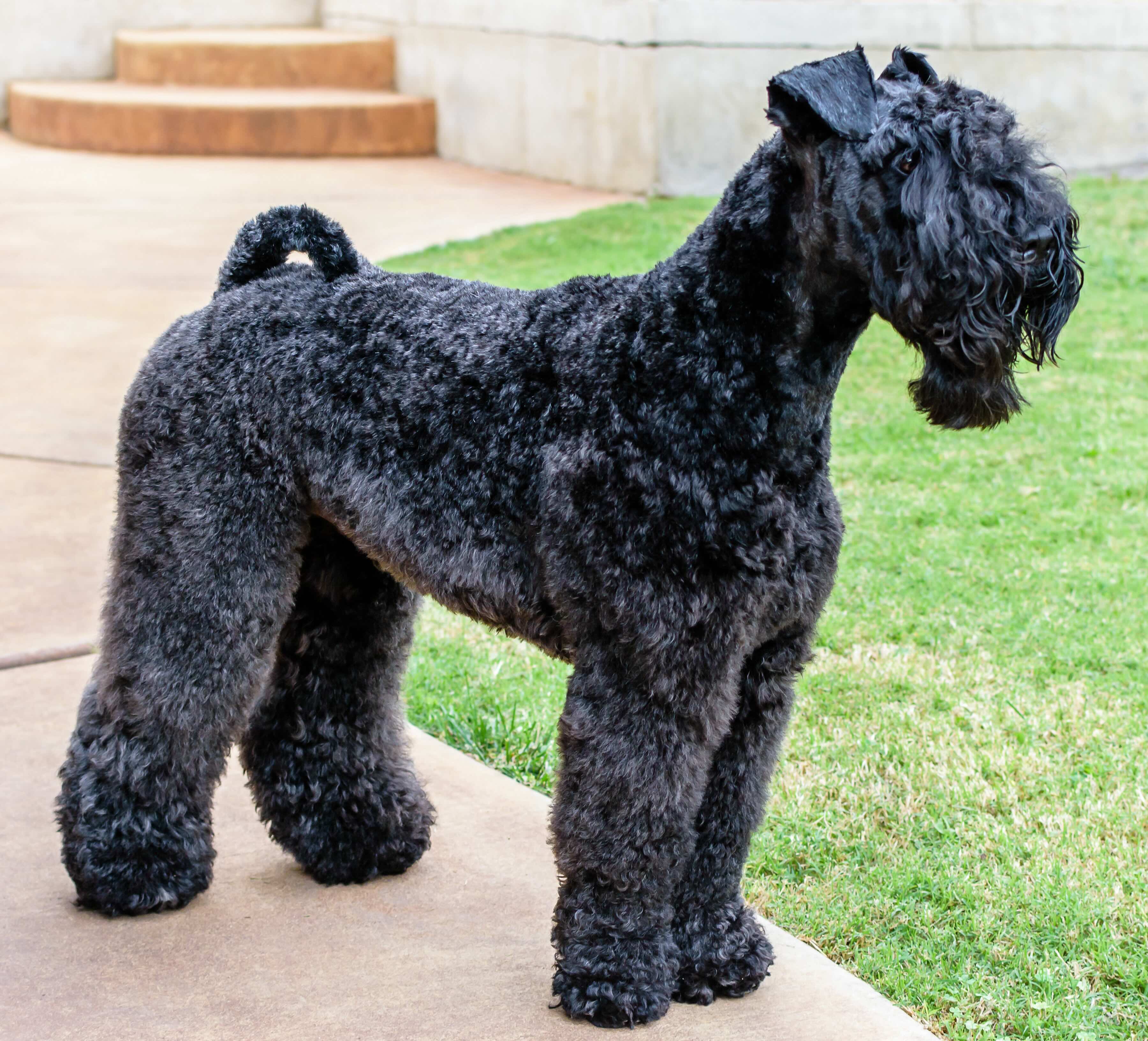 black kerry blue terrier standing in grass