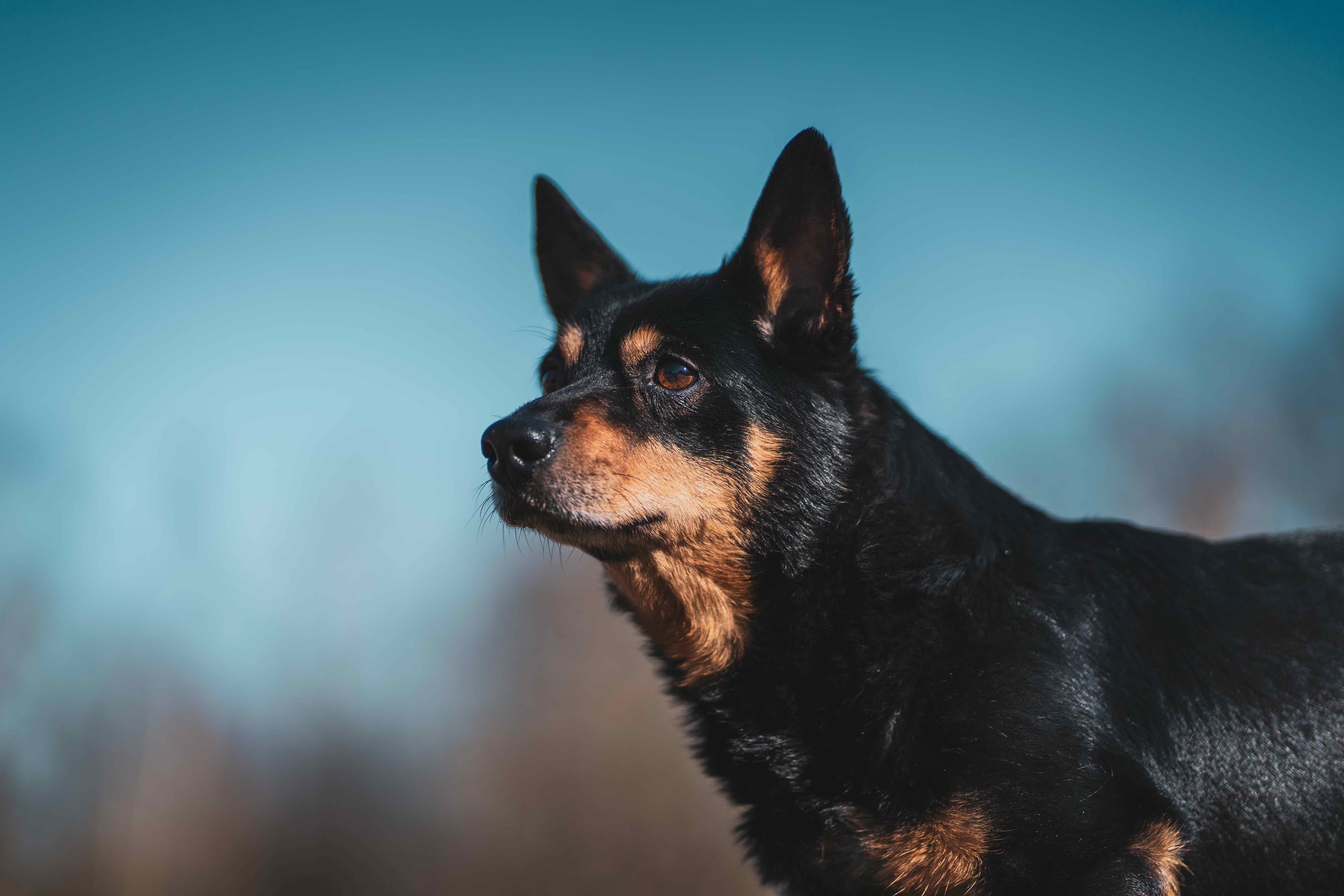 close-up of a black and tan lancashire heeler against a blue sky