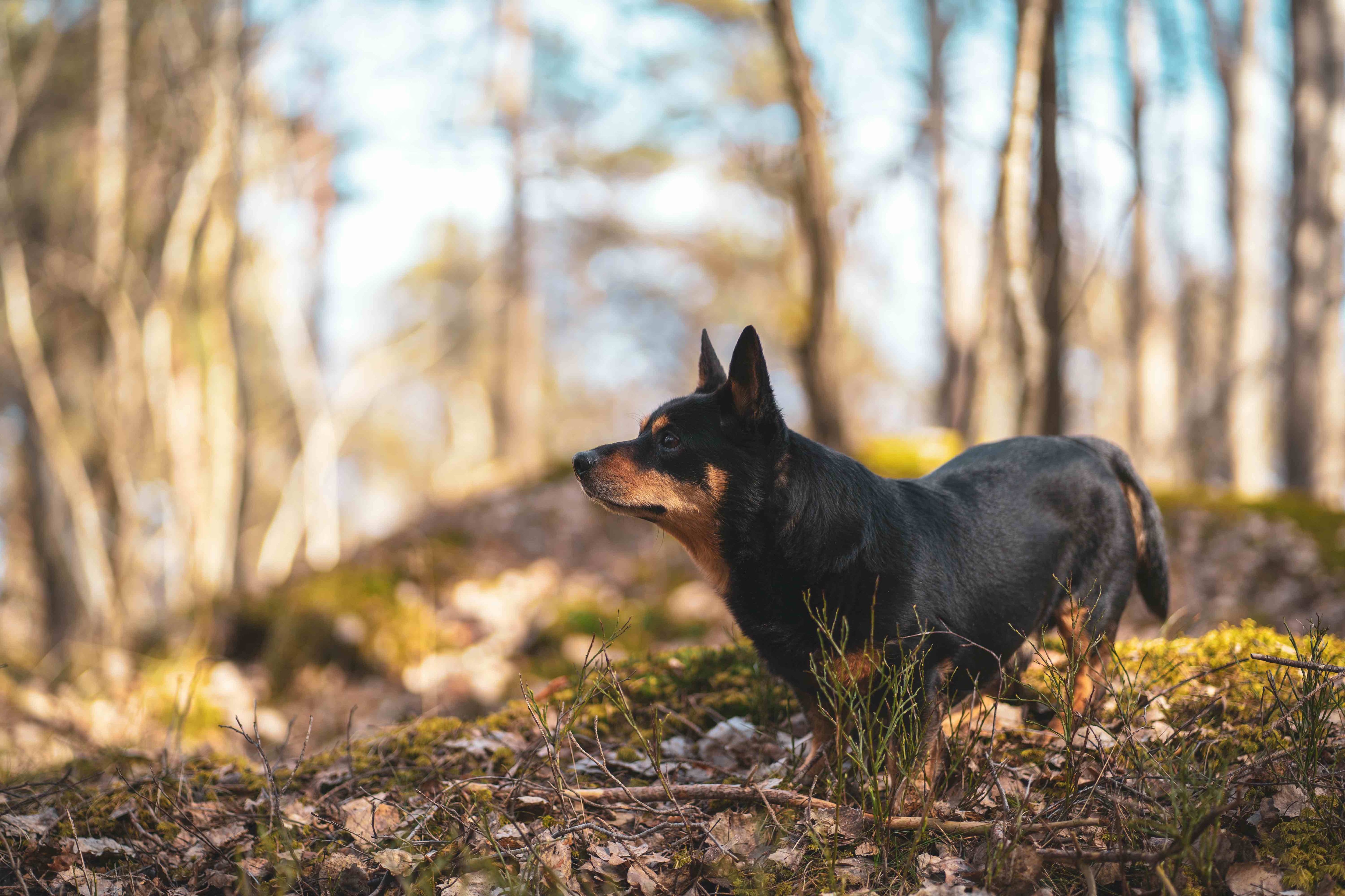 lancashire heeler standing outside in the woods