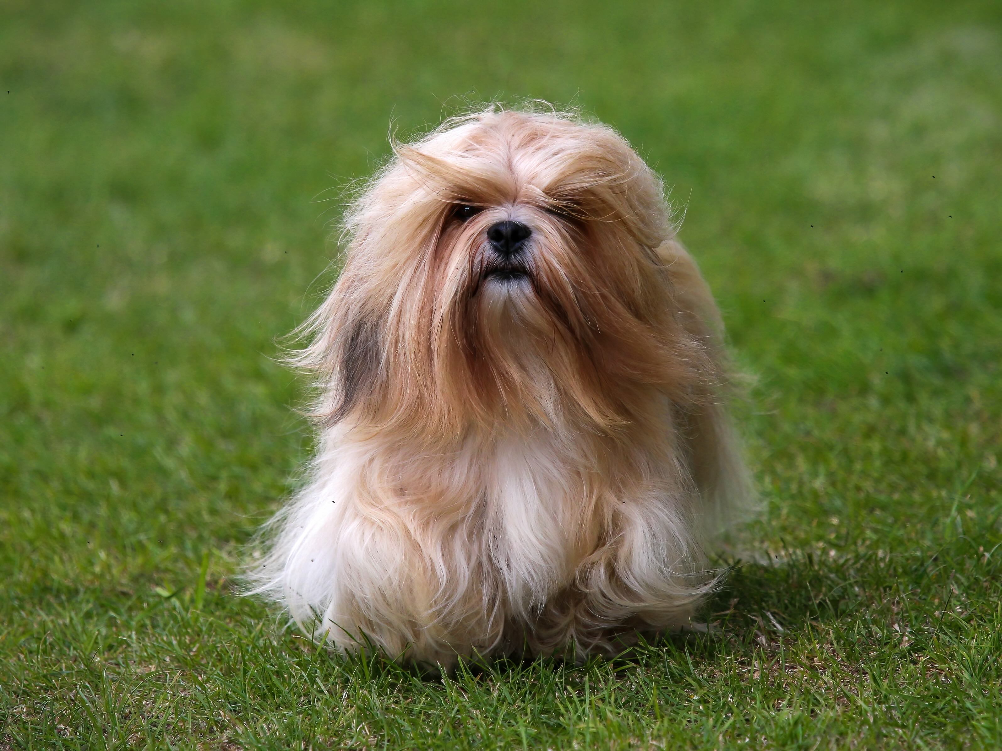 longhaired tan lhasa apso walking toward the camera over grass