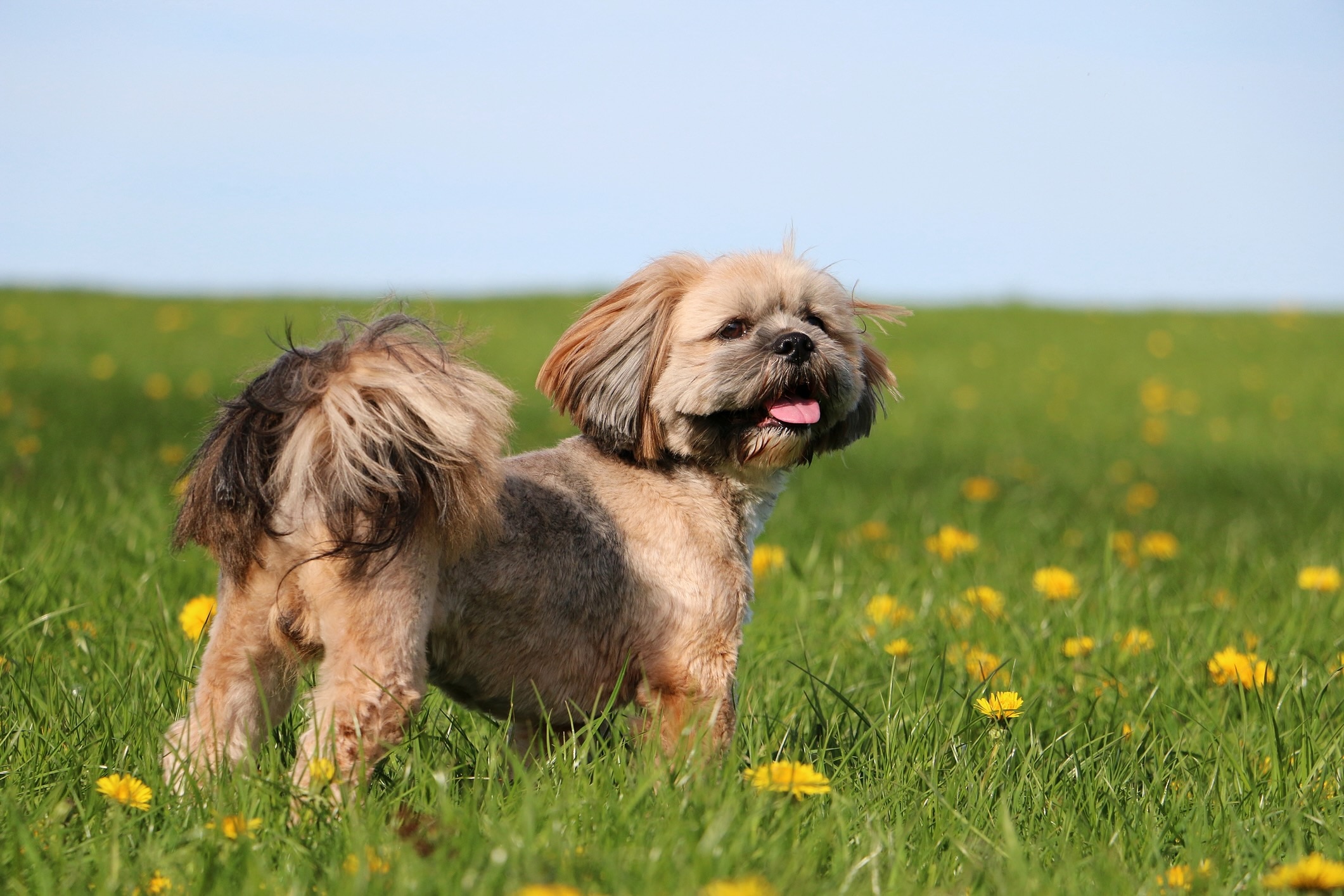 brown lhasa apso with a short haircut