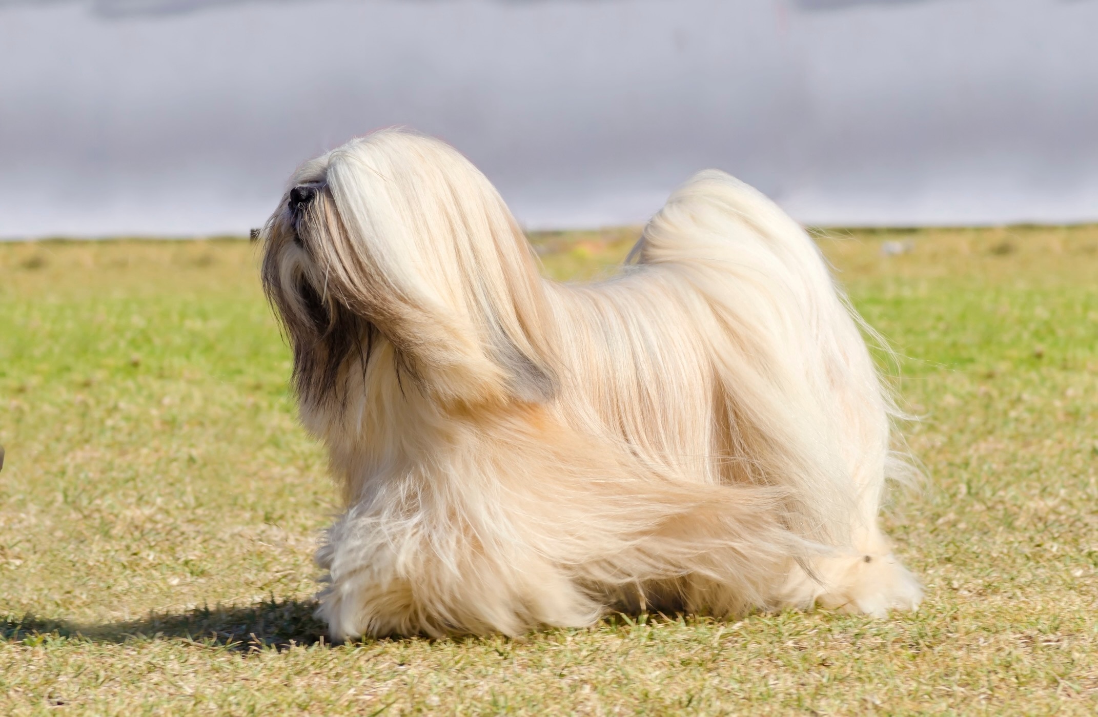 longhaired lhasa apso walking across short grass