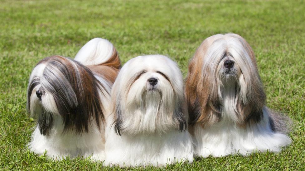 three longhaired lhasa apso dogs sitting in grass