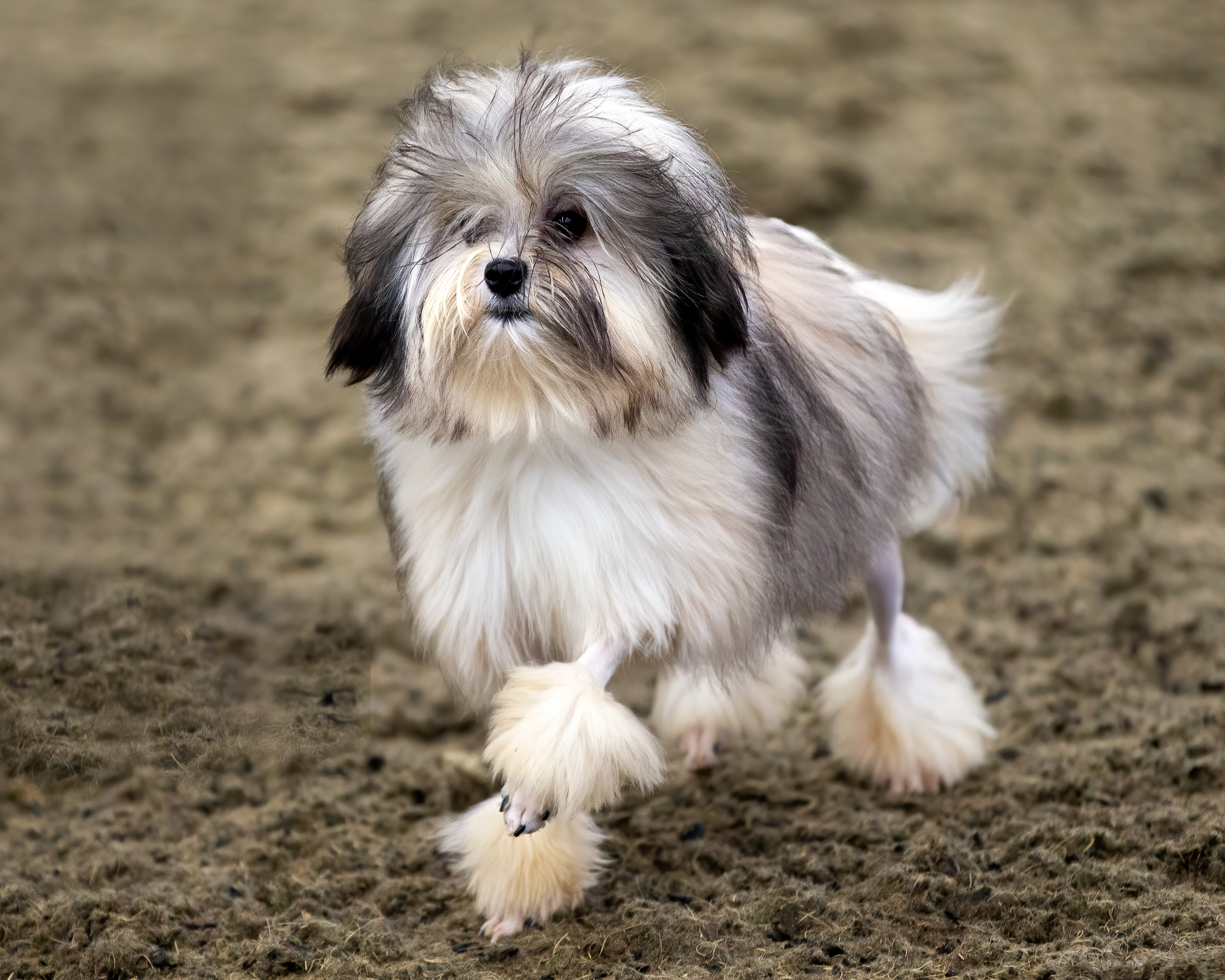 gray and tan lowchen dog walking across dirt.