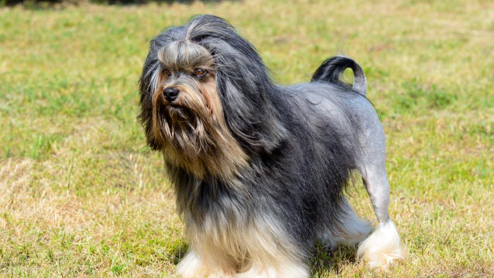 black and tan lowchen dog with a lion haircut standing in grass.