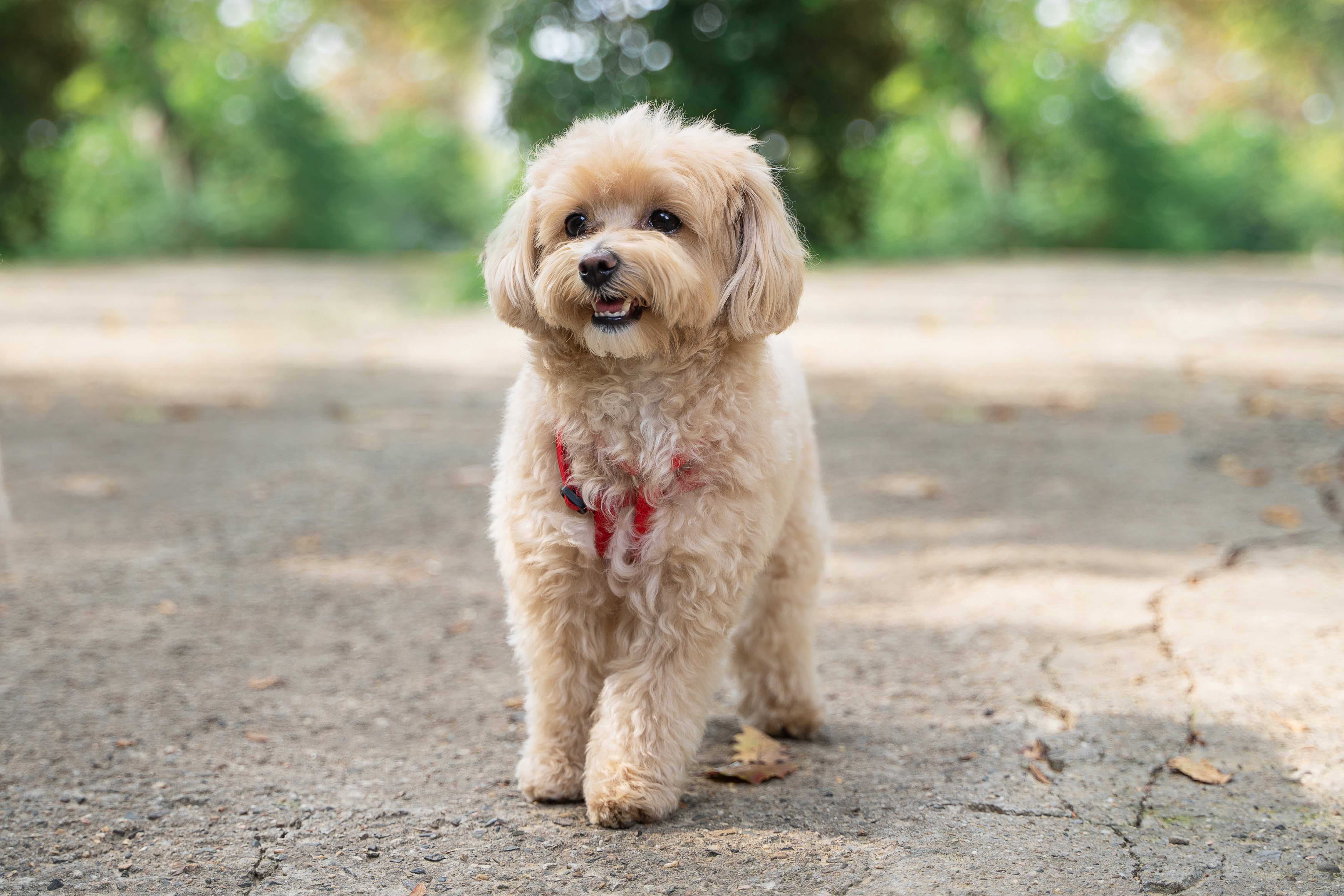 tan maltipoo dog standing on a path outside