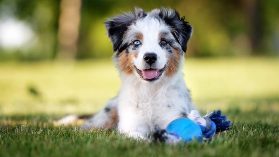 merle miniature american shepherd lying in grass