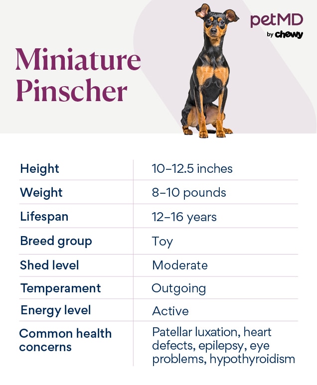 chart depicting a Miniature Pinscher's breed characteristics