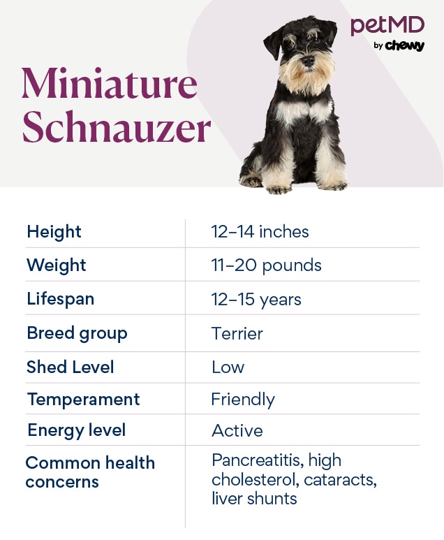 chart depicting a miniature schnauzer's breed characteristics