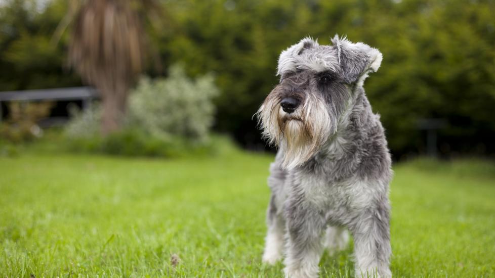 gray miniature schnauzer standing in grass