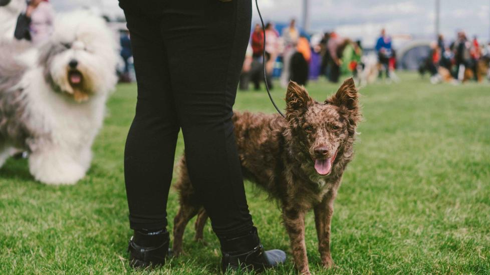 brown speckled mudi dog standing at his pet parent's feet outside