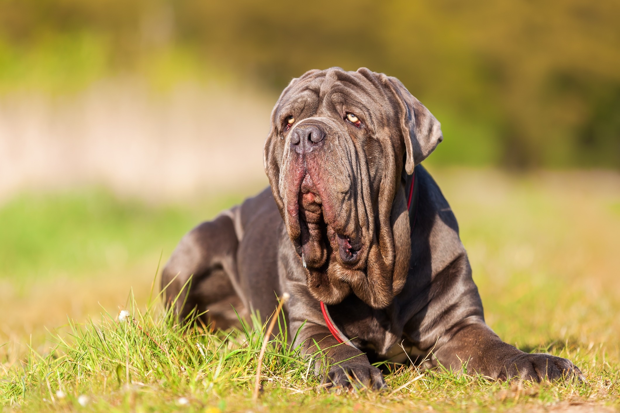 droopy neapolitan mastiff lying in grass
