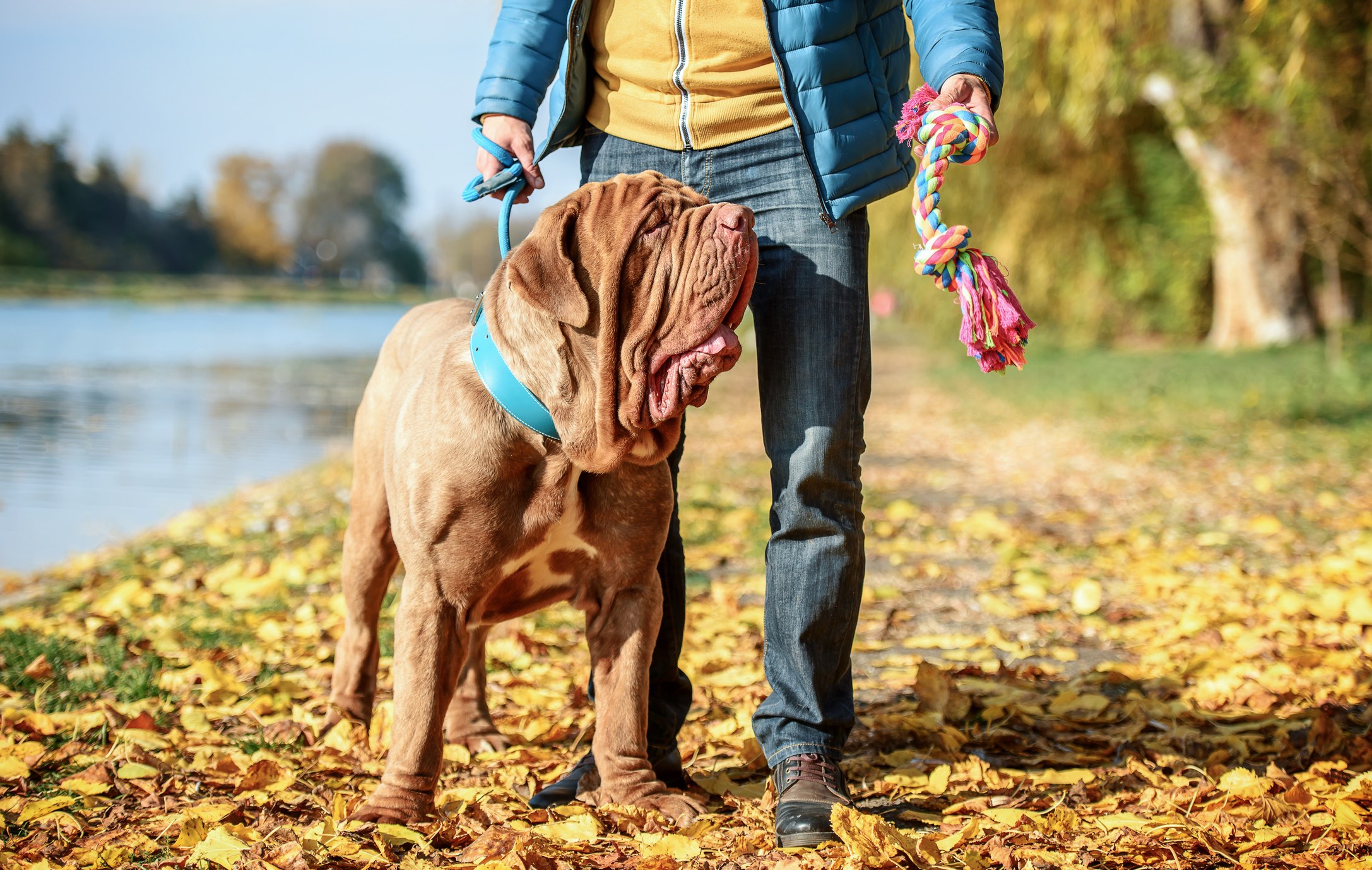 brown neapolitan mastiff standing with his owner who is holding a tug toy