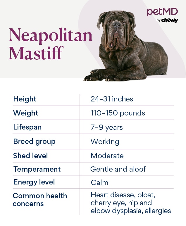 chart depicting a neapolitan mastiff's characteristics