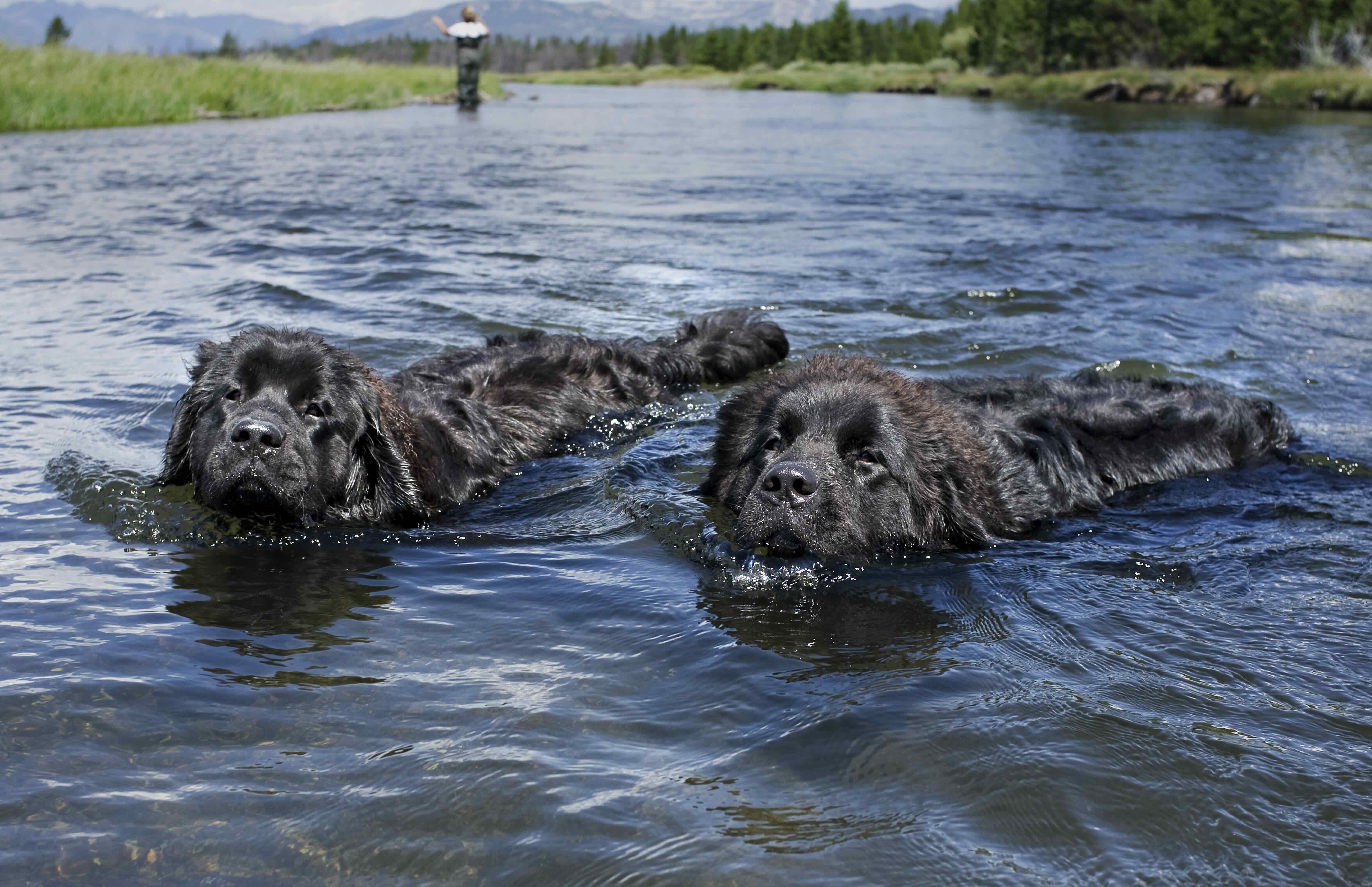 two black newfoundland dogs swimming in a lake