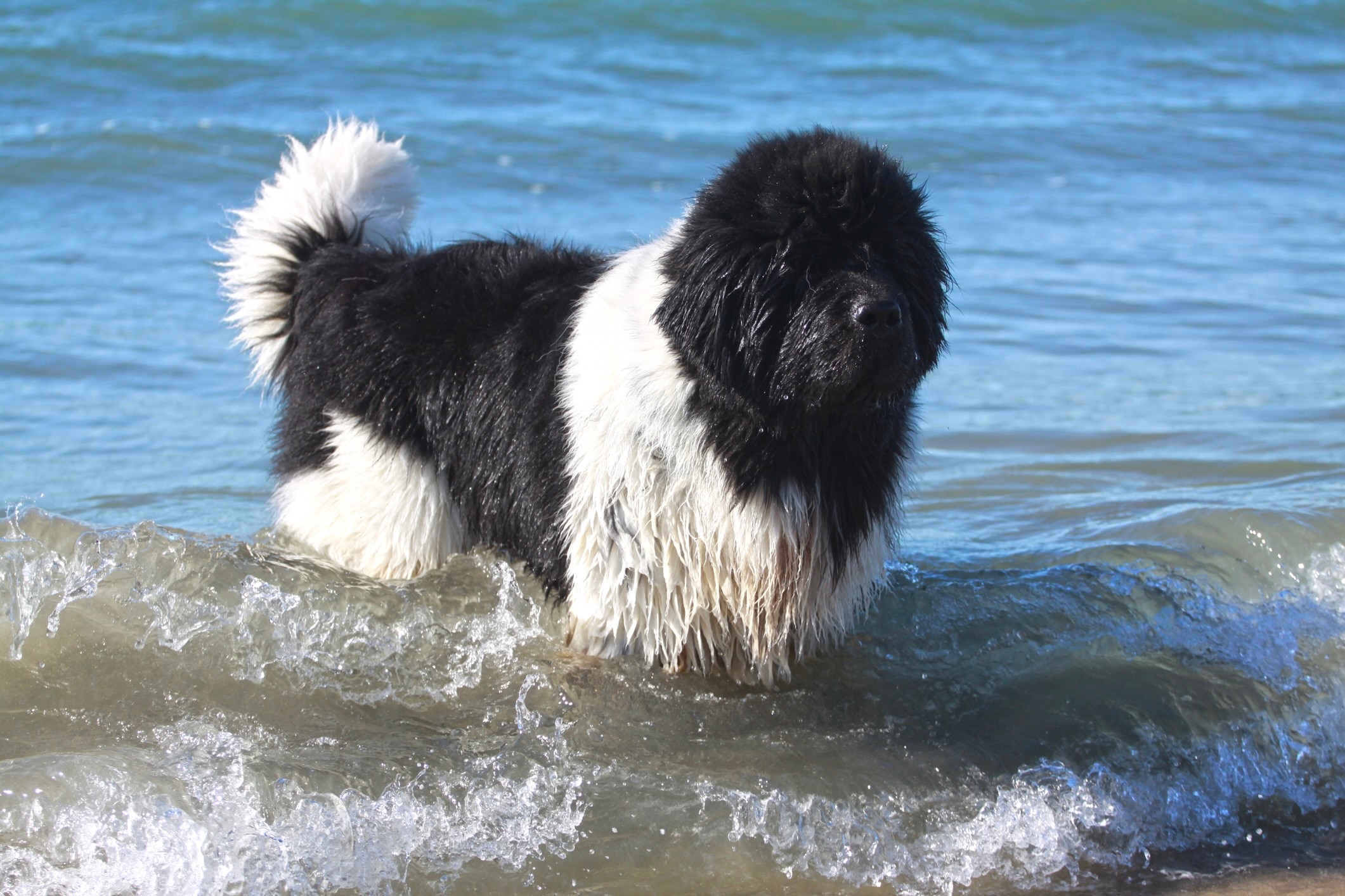 fluffy black and white newfoundland dog standing in the ocean