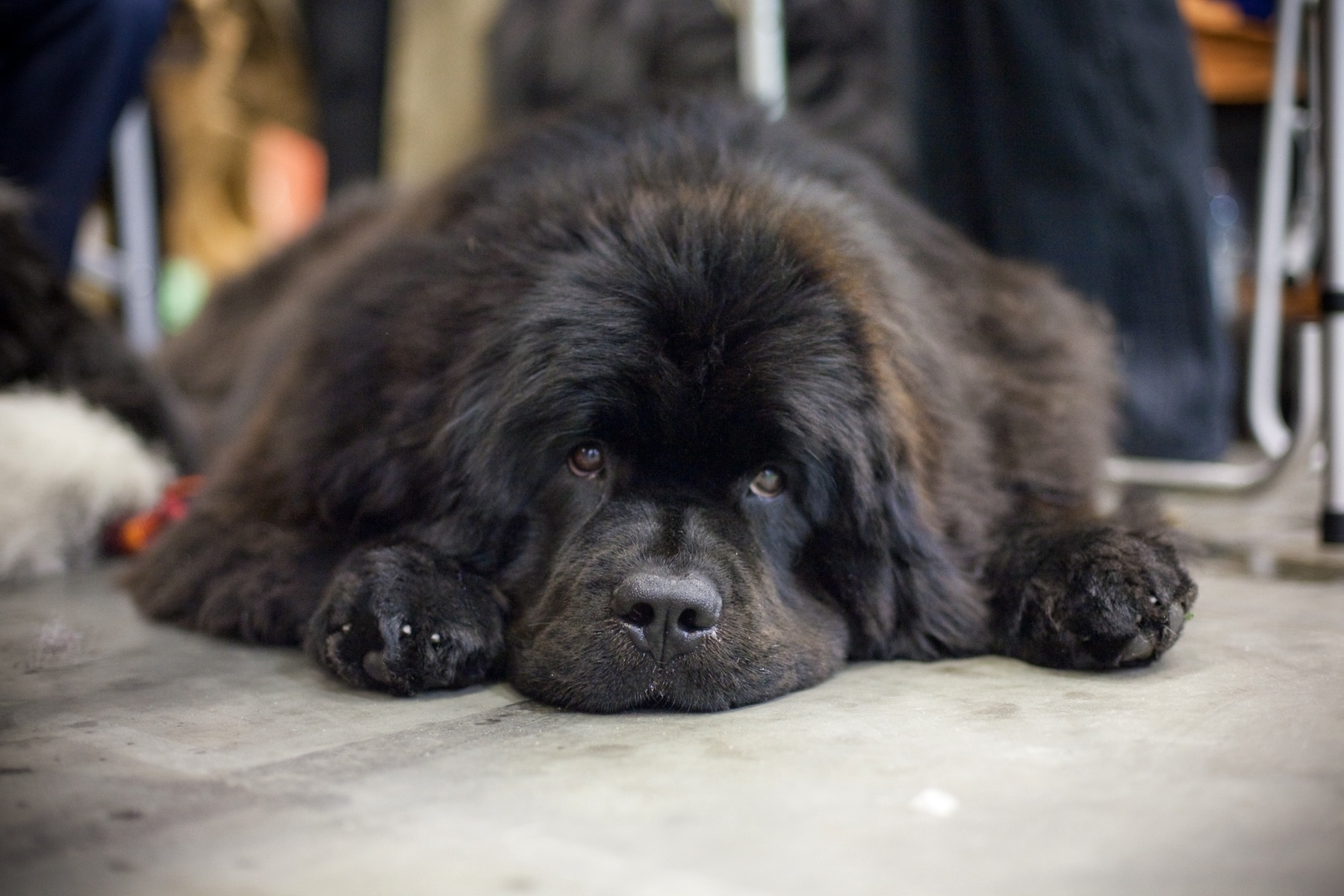 black newfoundland dog lying on the ground and looking at the camera