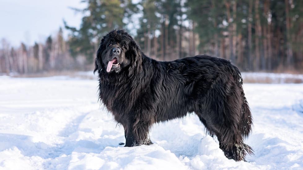 black fluffy newfoundland dogs standing in the snow with his tongue out