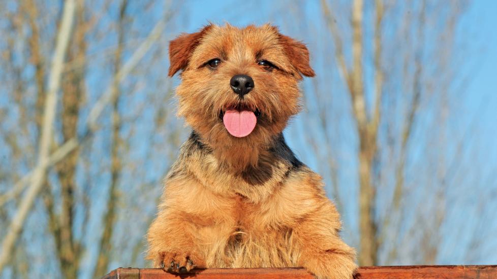norfolk terrier outside