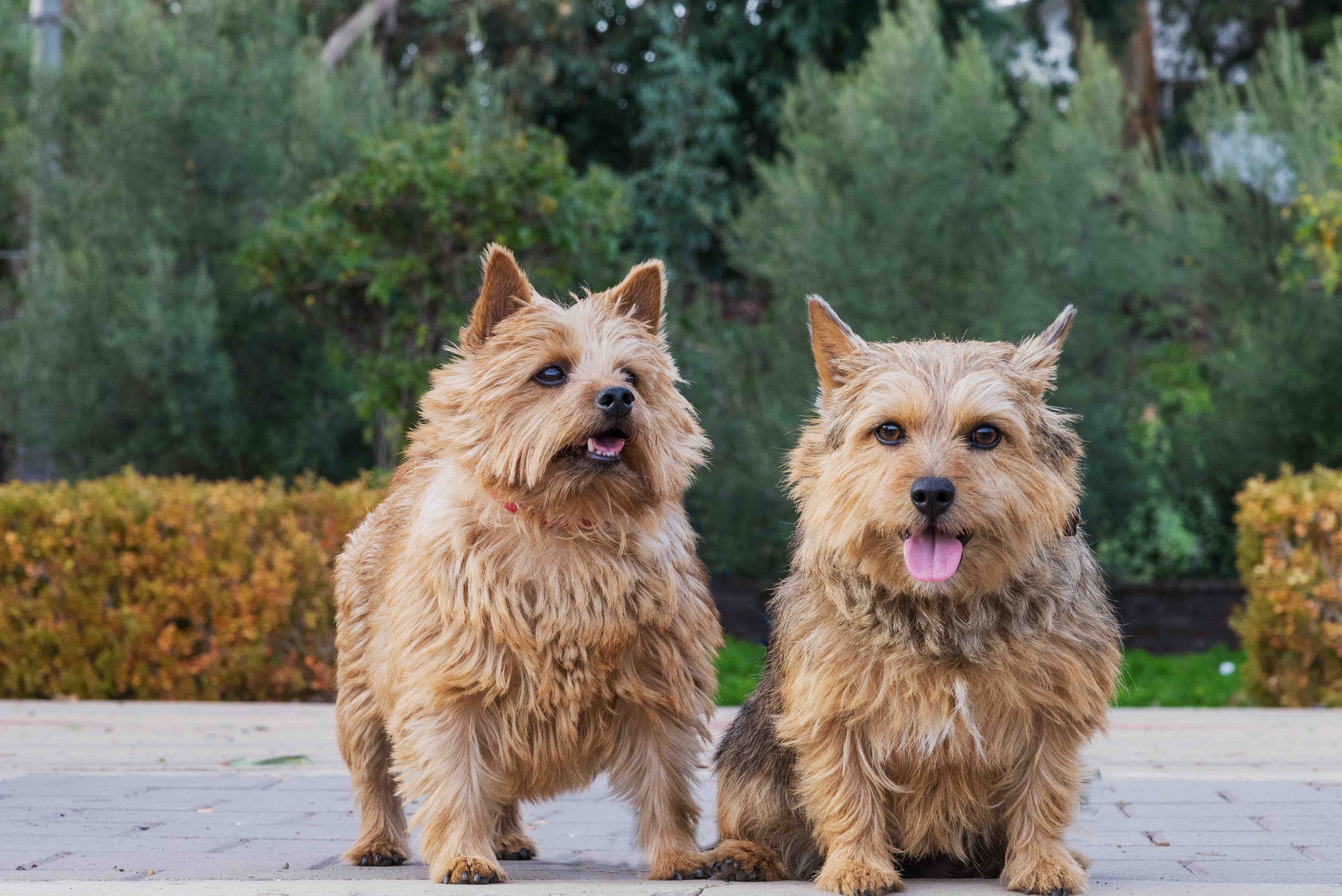 two norwich terriers sitting and looking at the camera